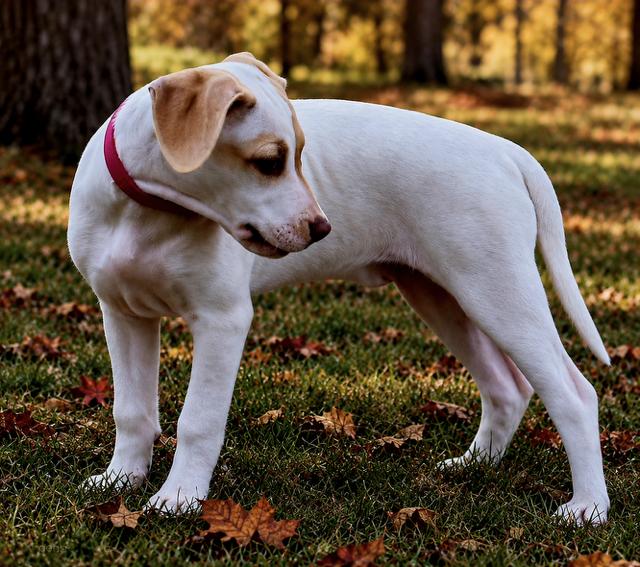 Enlarge PUPPY LAINEY WILSON, a Adopted mixed breed in Sparrowbush, NY image 3/4