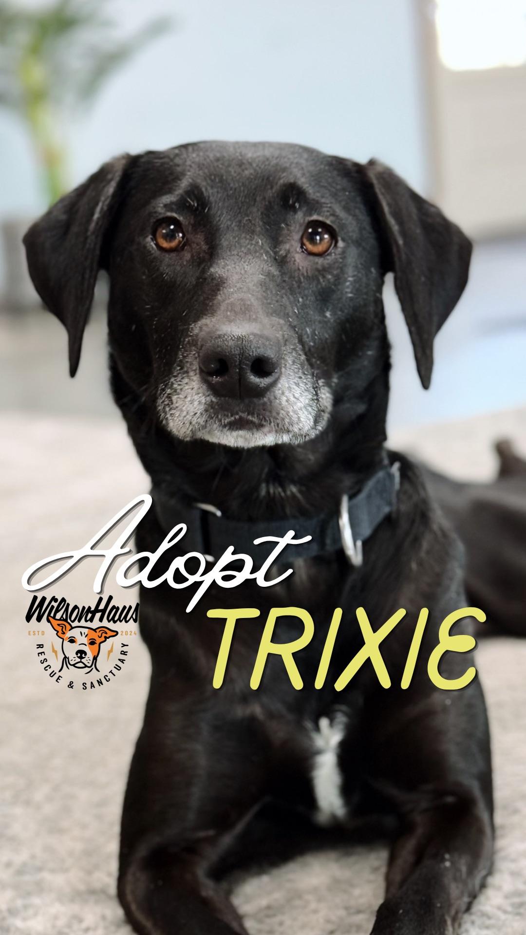 Enlarge Trixie , a ADOPTABLE mixed breed in Appleton, WI image 1/2