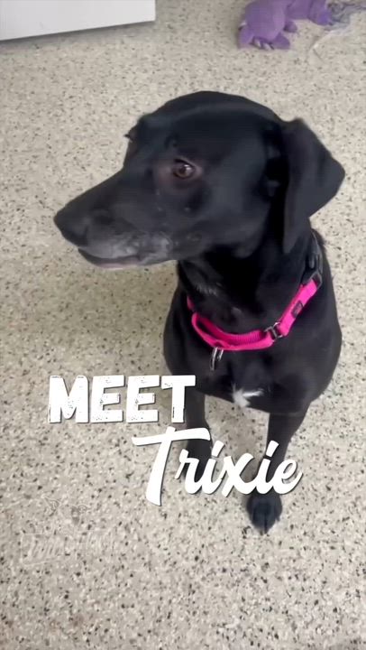 Enlarge Trixie , a ADOPTABLE mixed breed in Appleton, WI video 2/2