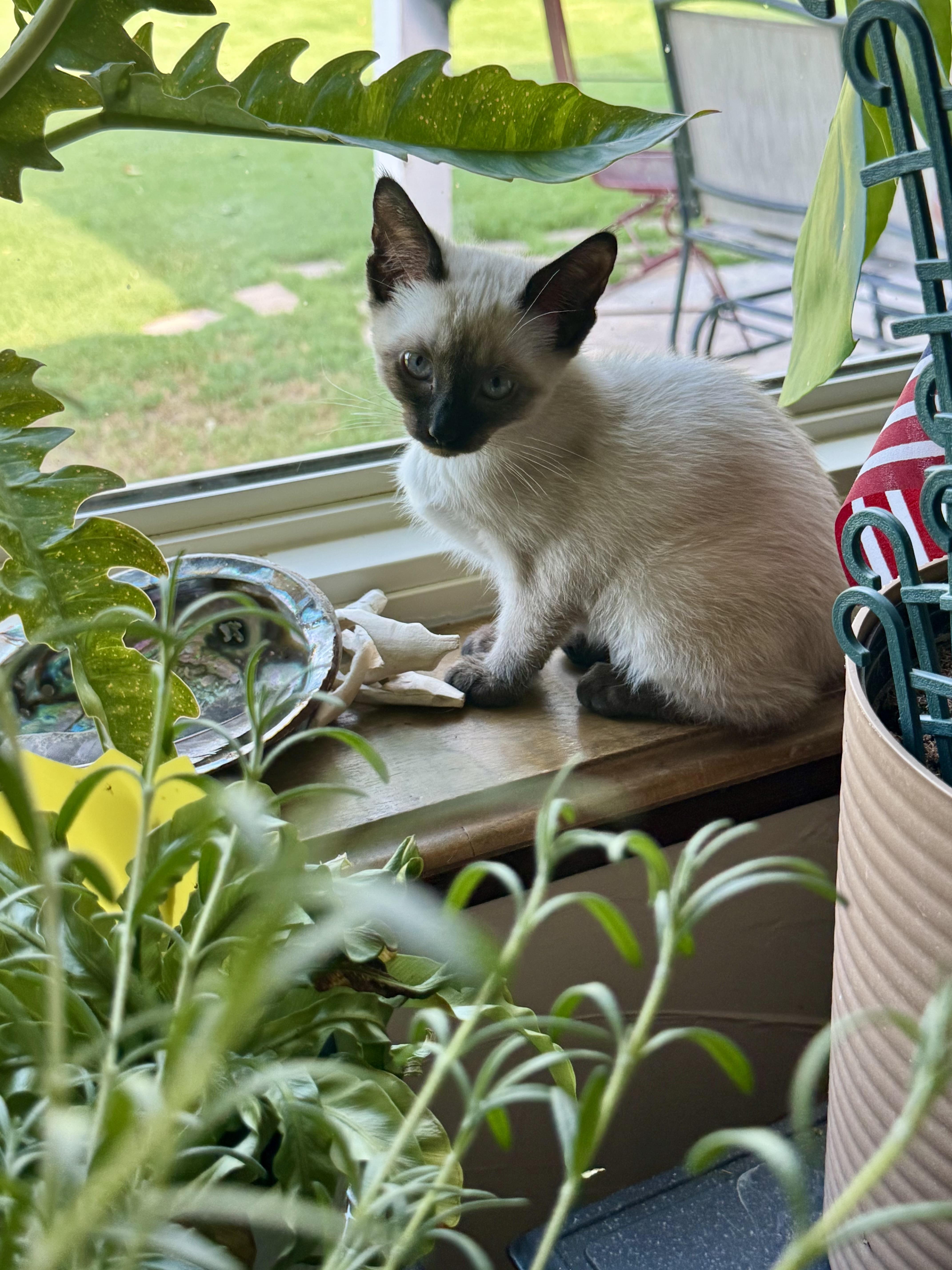 Blynken, an adopted Siamese in Choctaw, OK image 3/4