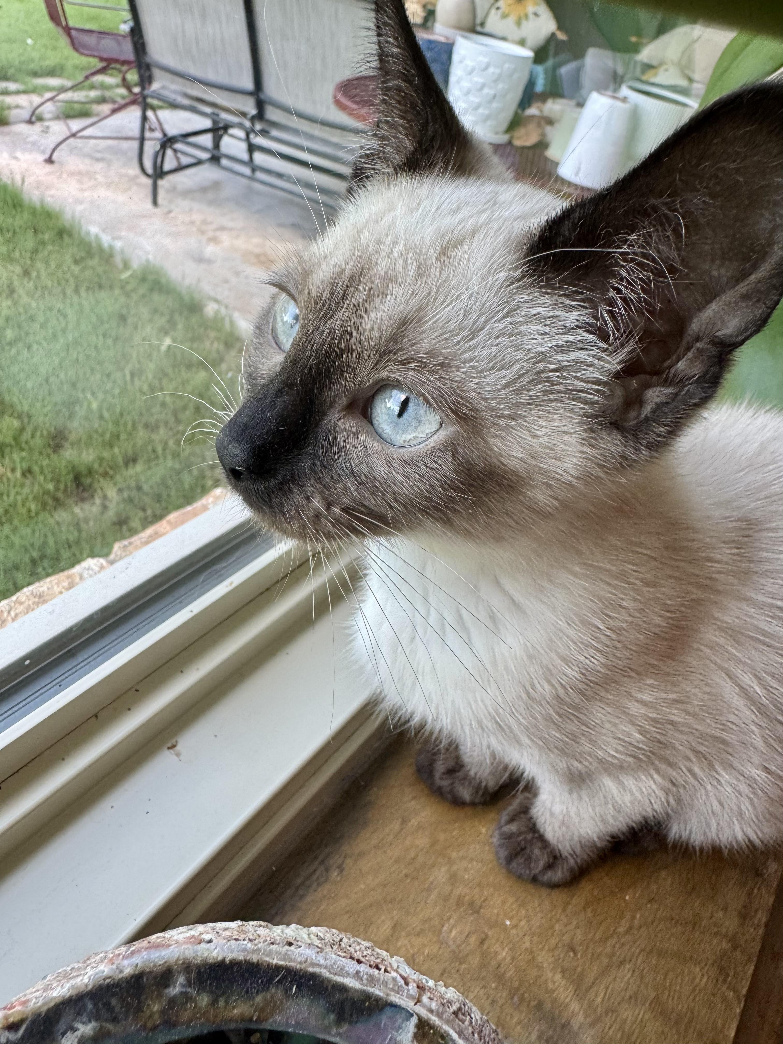 Blynken, an adopted Siamese in Choctaw, OK image 4/4