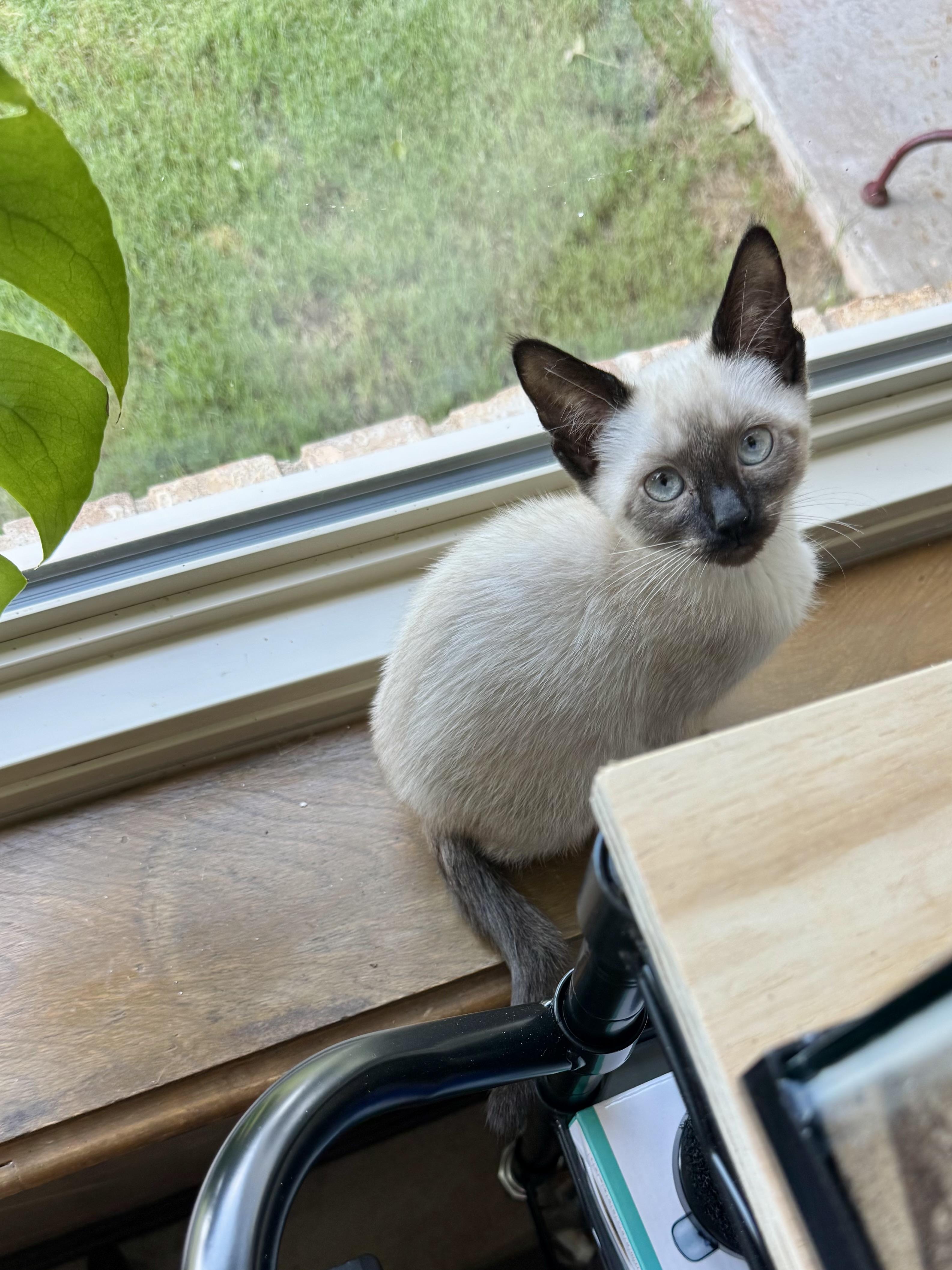 Blynken, an adopted Siamese in Choctaw, OK image 2/4