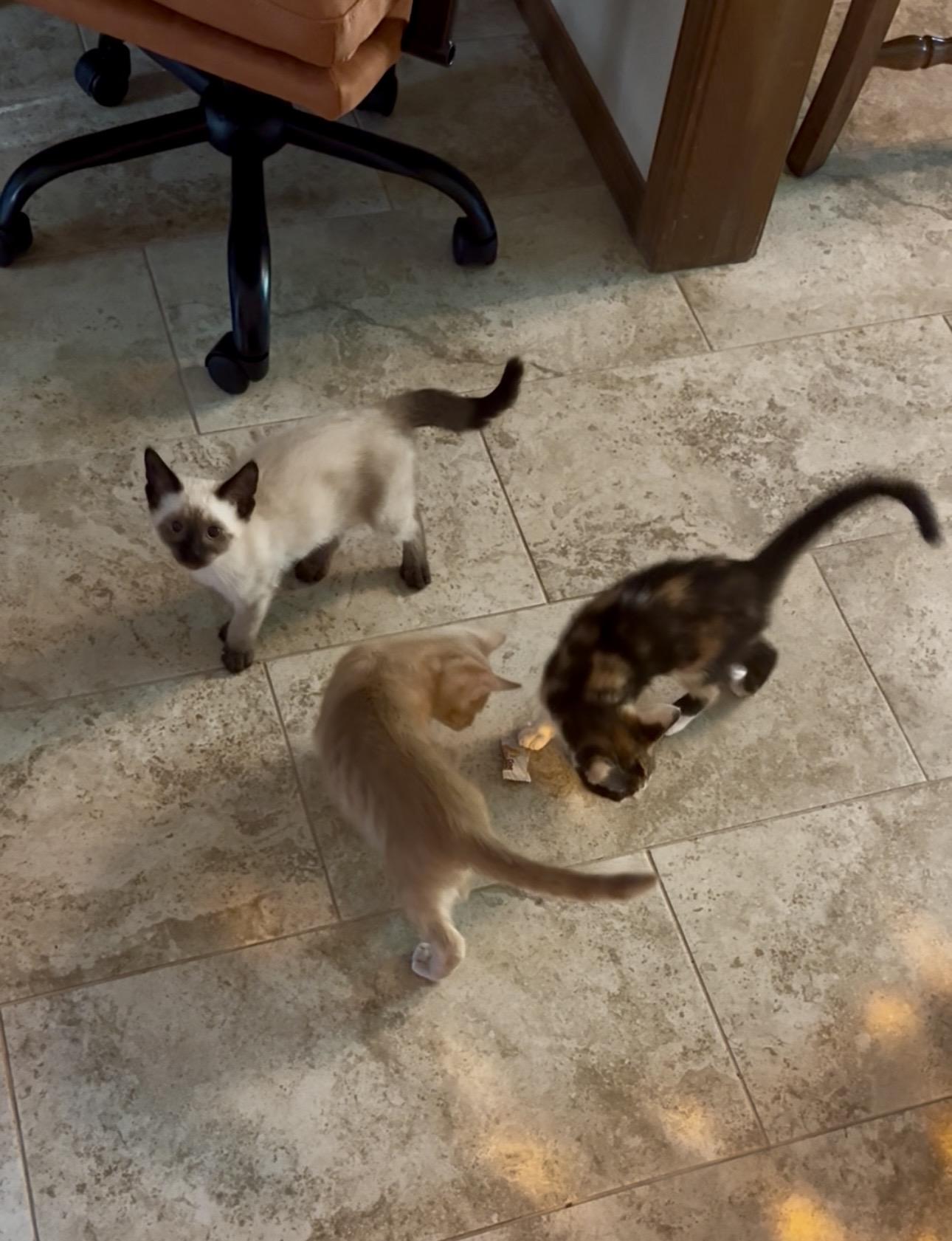 Blynken, adopted, Young Female Siamese.