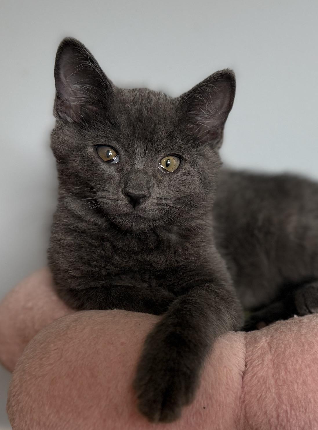 Enlarge Shadow, a ADOPTABLE mixed breed in Allentown, NJ image 1/5