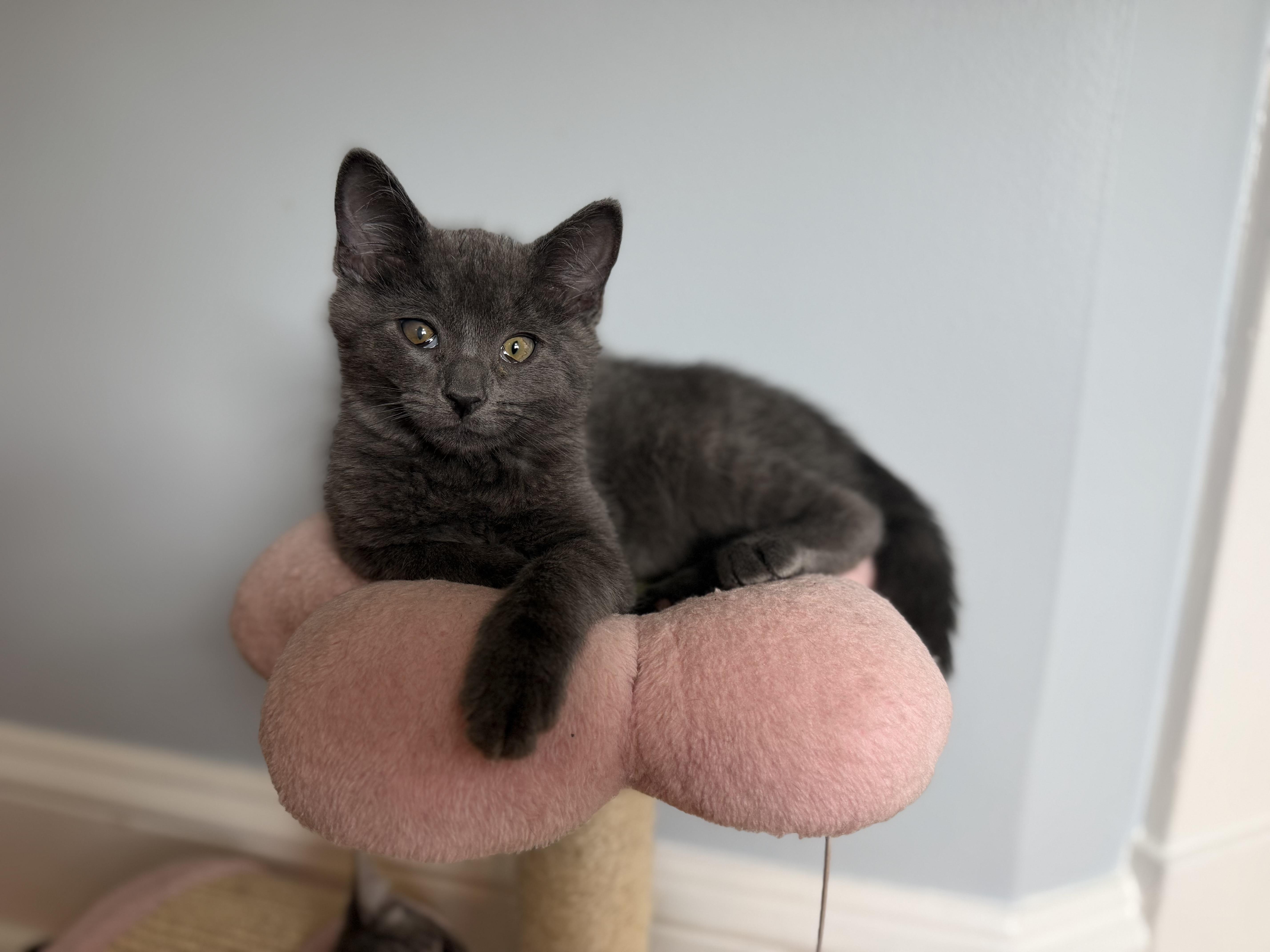 Enlarge Shadow, a ADOPTABLE mixed breed in Allentown, NJ image 4/5