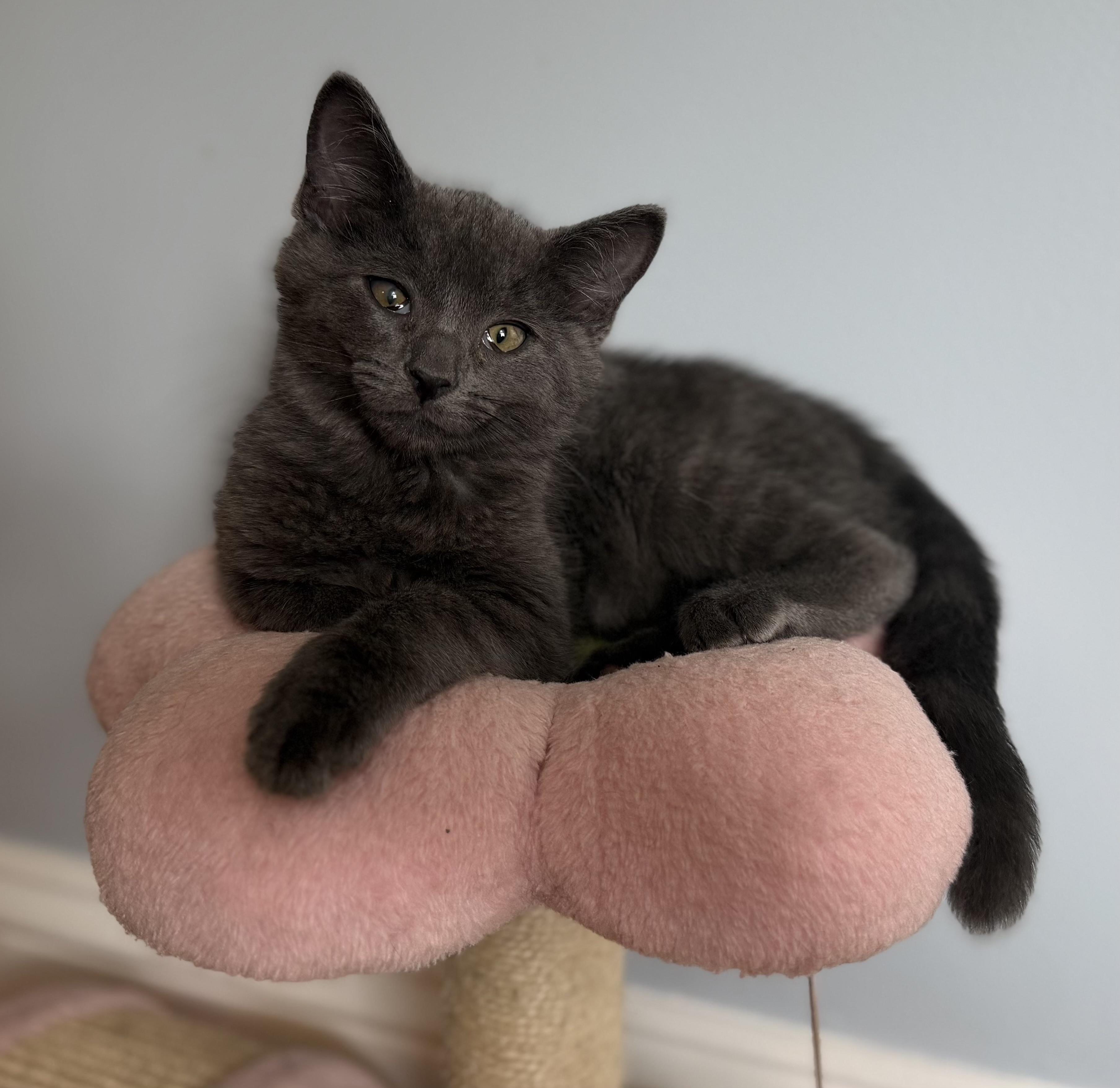 Enlarge Shadow, a ADOPTABLE mixed breed in Allentown, NJ image 3/5