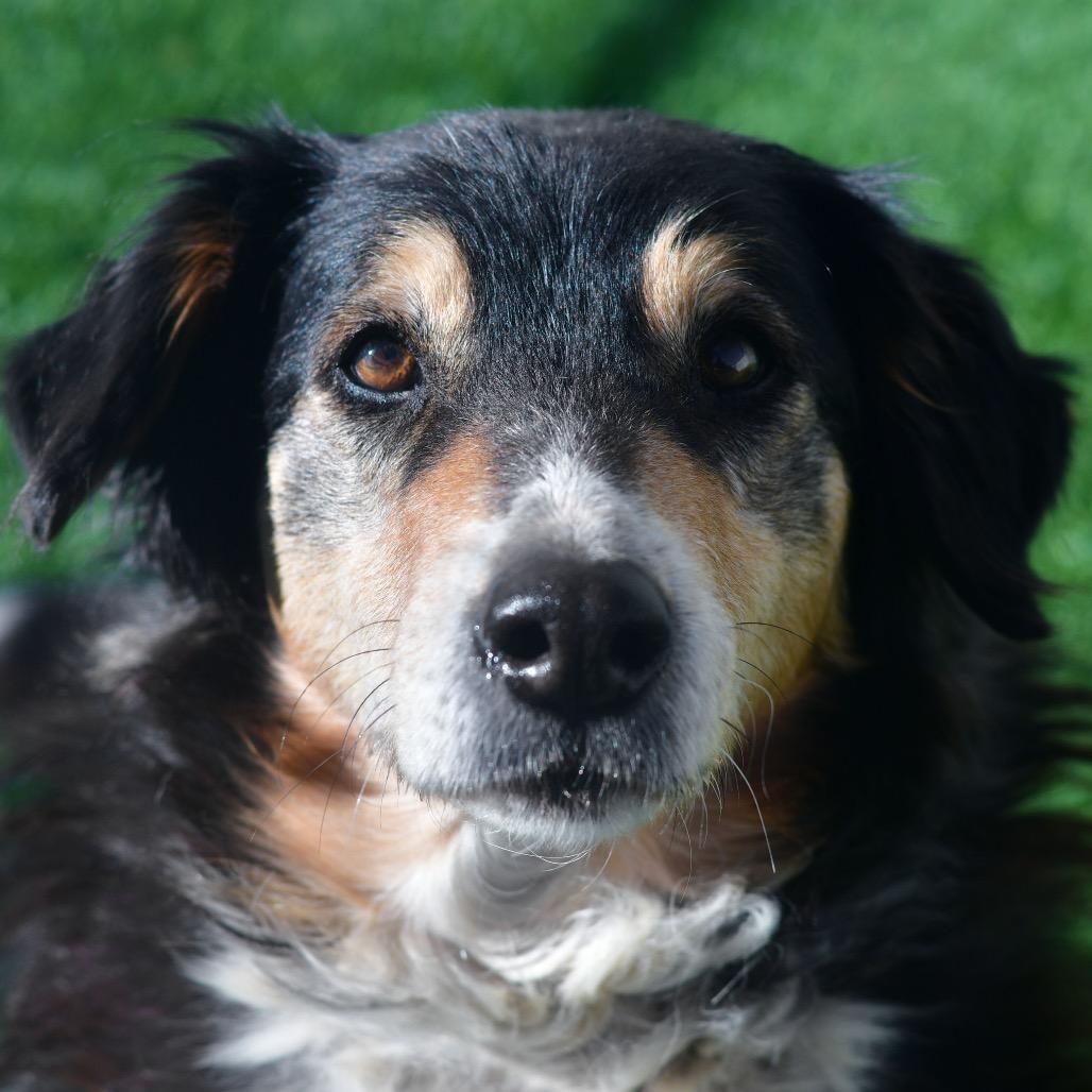 Shadow, Adoptable, Adult Female Australian Shepherd.