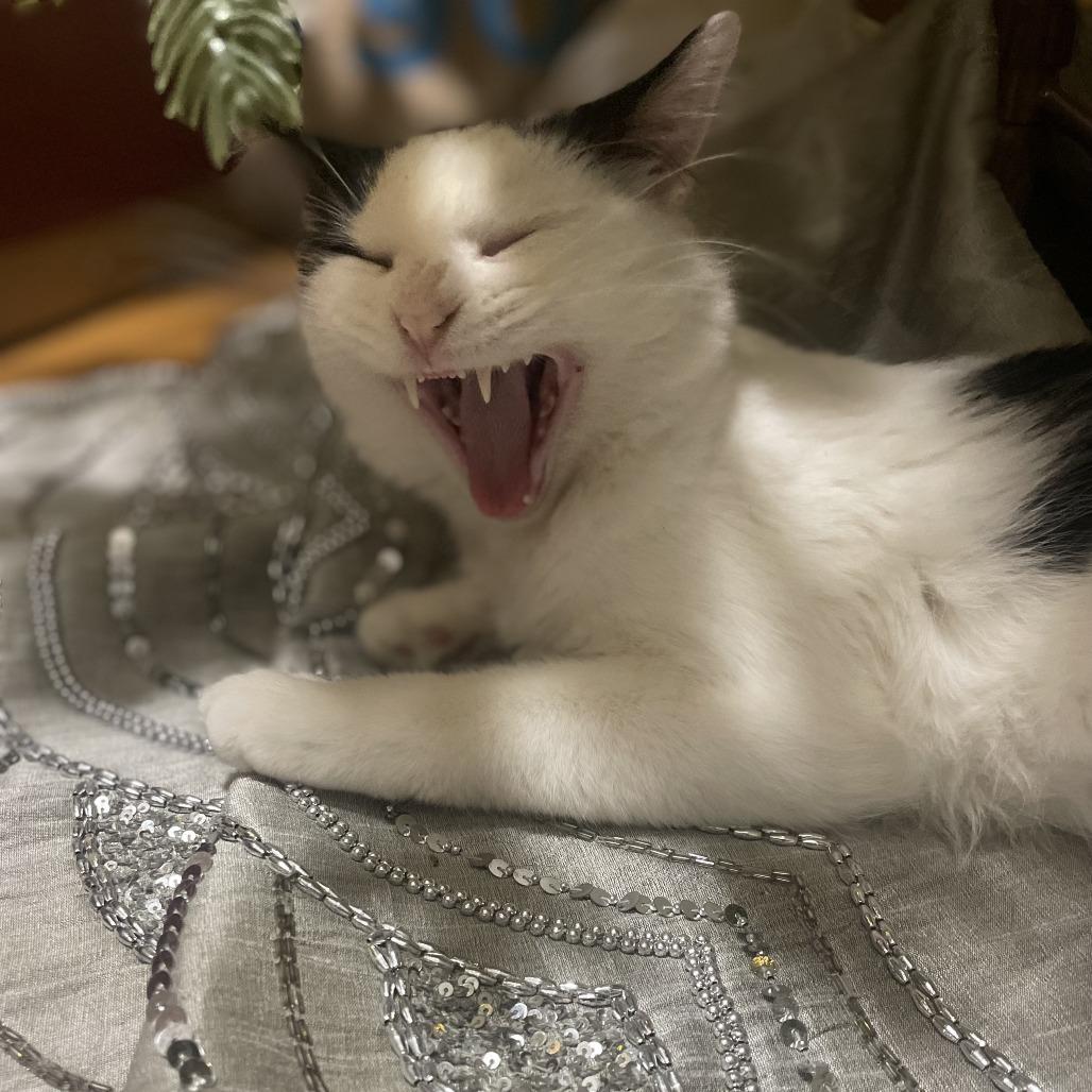 Ollie, Adoptable, Young Male Domestic Medium Hair.