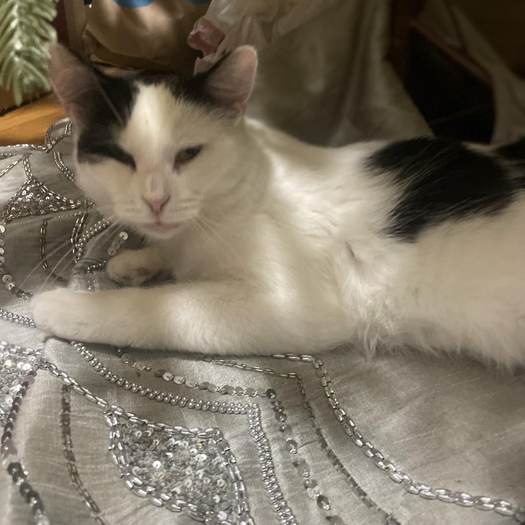 Enlarge Ollie, a Adoptable Domestic Medium Hair in Brooklyn, NY image 2/5