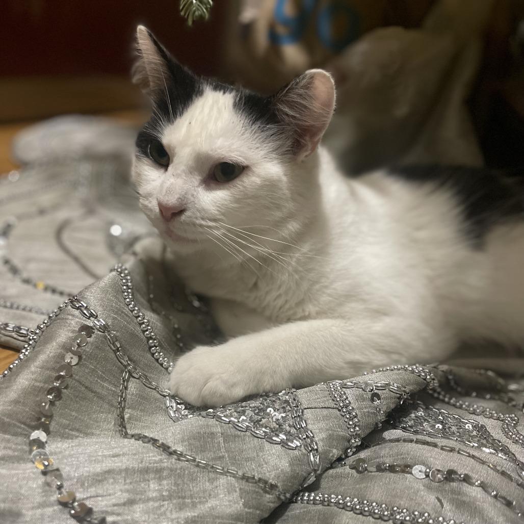 Enlarge Ollie, a Adoptable Domestic Medium Hair in Brooklyn, NY image 3/5