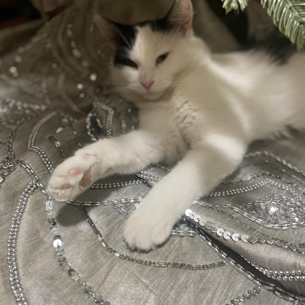 Enlarge Ollie, a Adoptable Domestic Medium Hair in Brooklyn, NY image 4/5