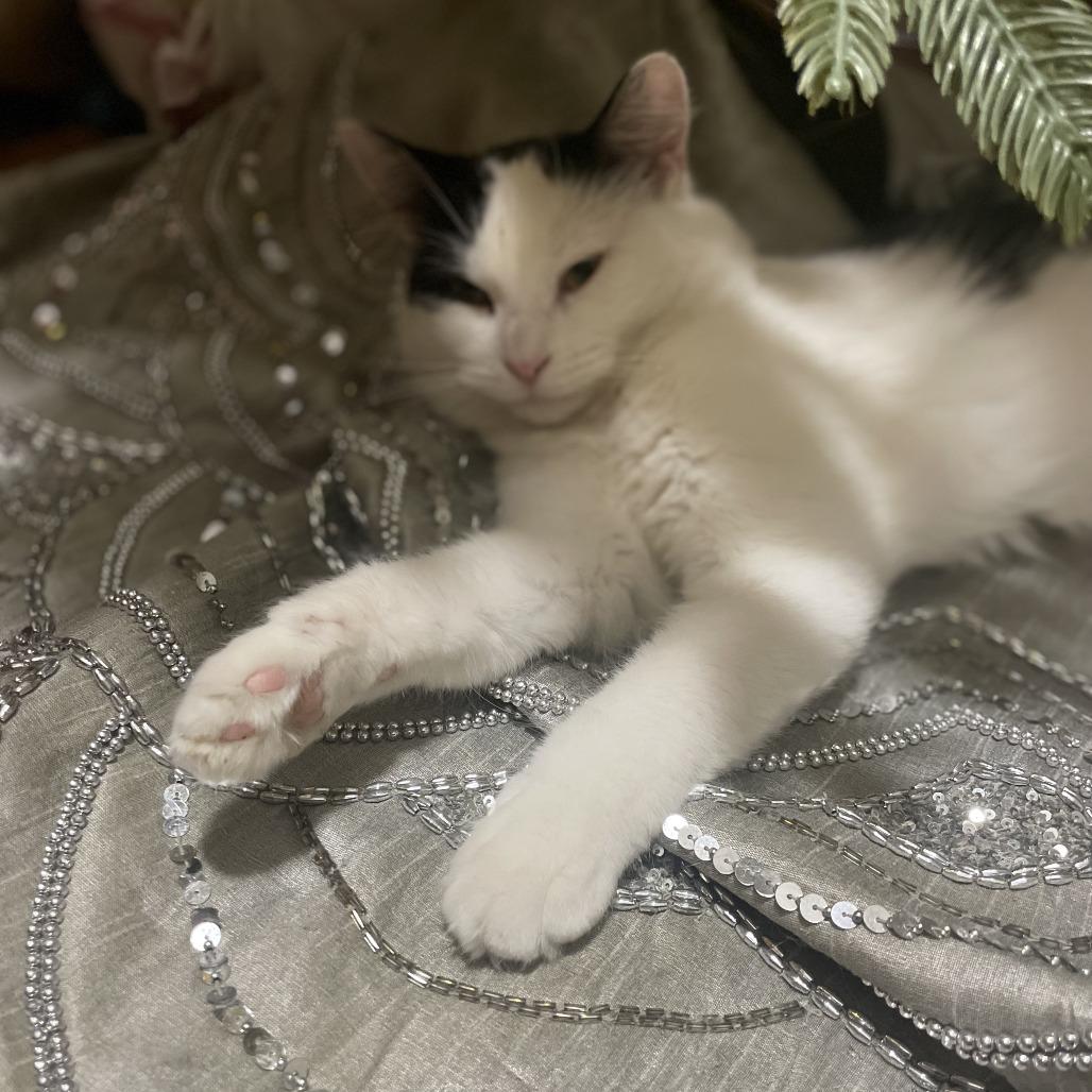 Enlarge Ollie, a Adoptable Domestic Medium Hair in Brooklyn, NY image 5/5