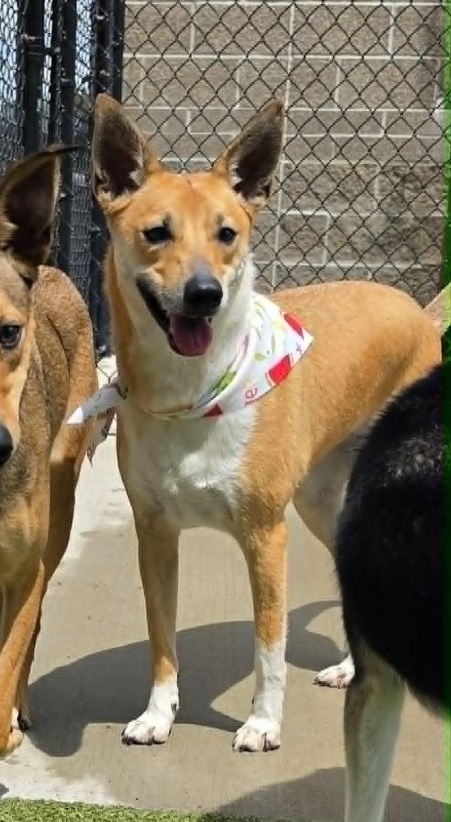 Enlarge Ellie, a Adoptable mixed breed in Michigan City, IN image 4/5