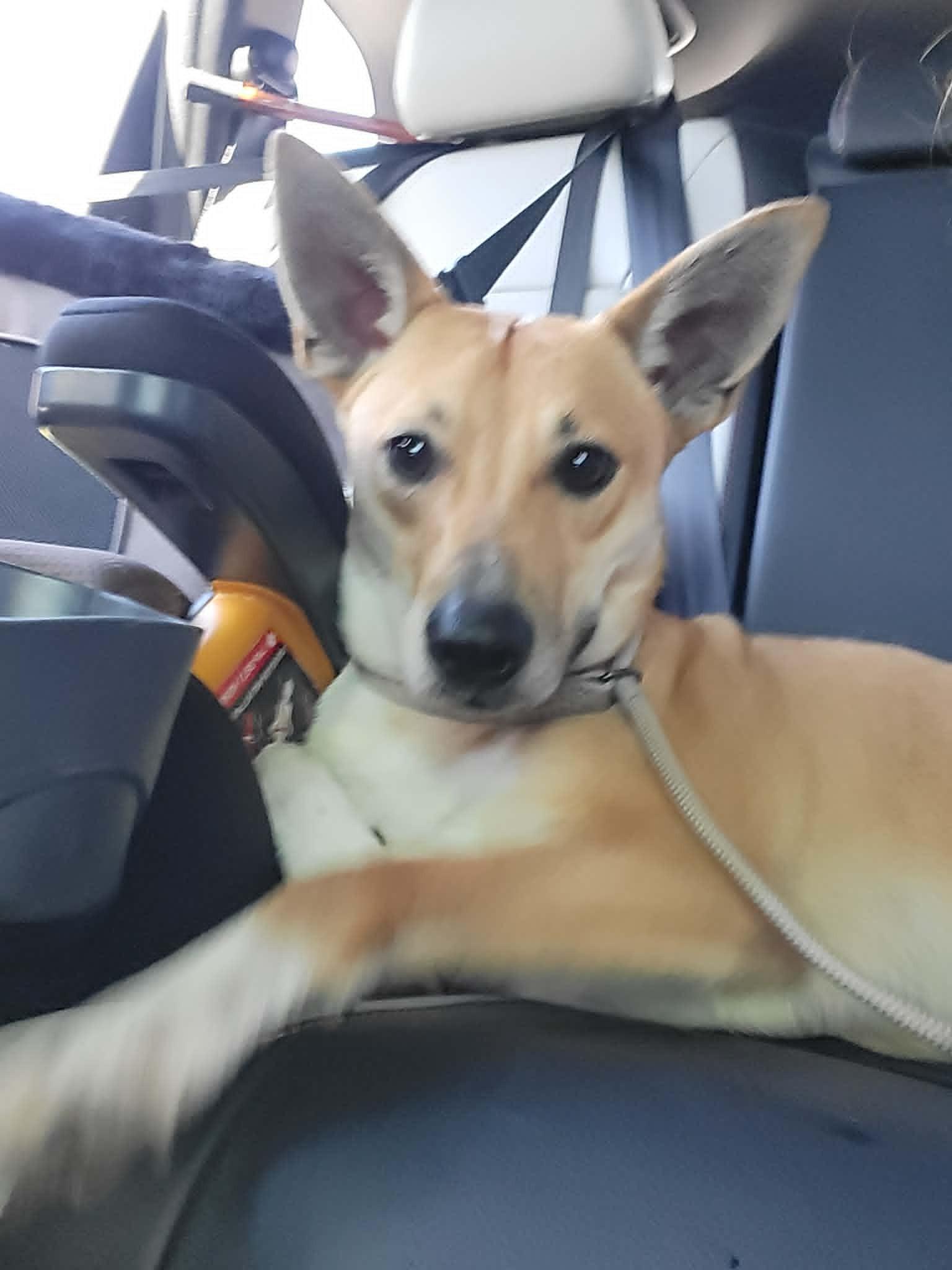 Ellie, Adoptable, Young Female Italian Greyhound.