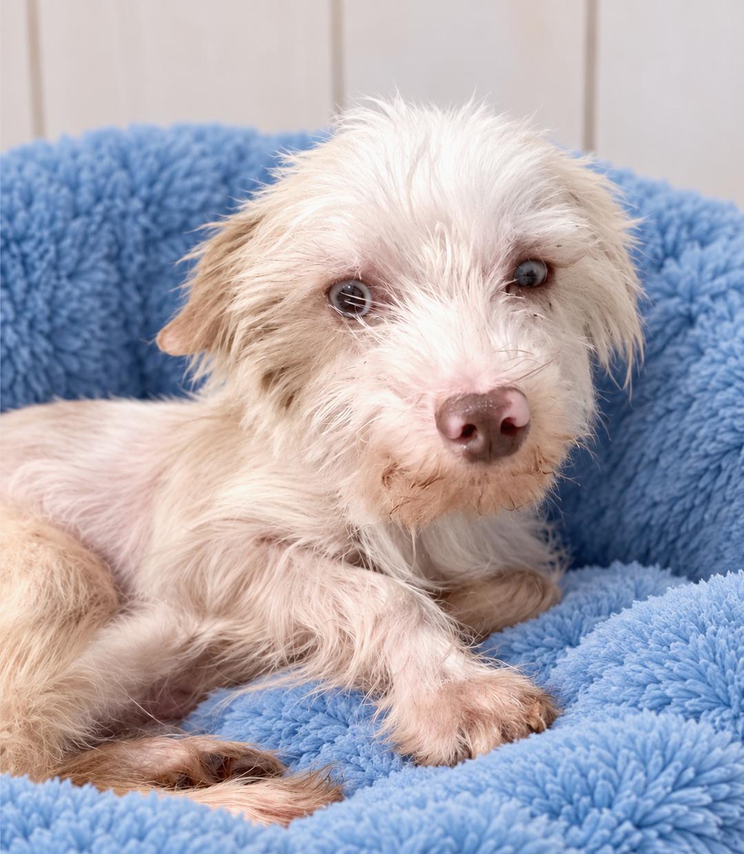 Toby, Adoptable, Adult Male Maltese.