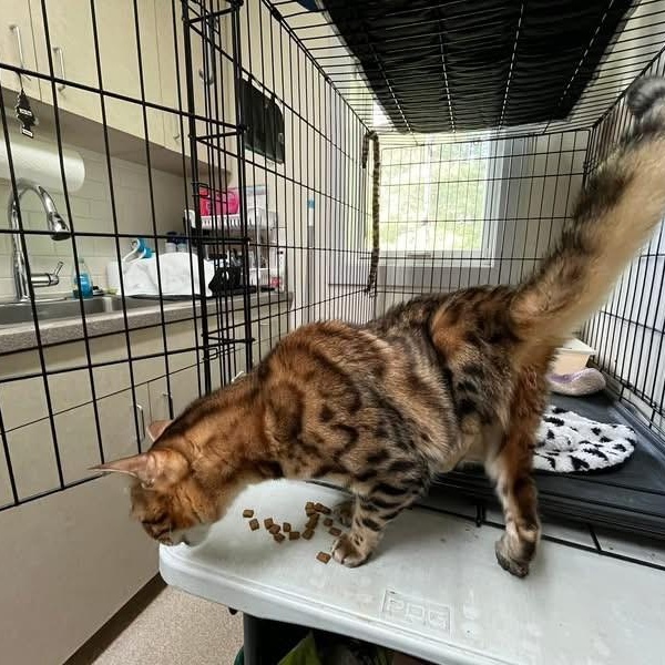 Scooch, a ADOPTABLE mixed breed in Attleboro, MA image 3/3