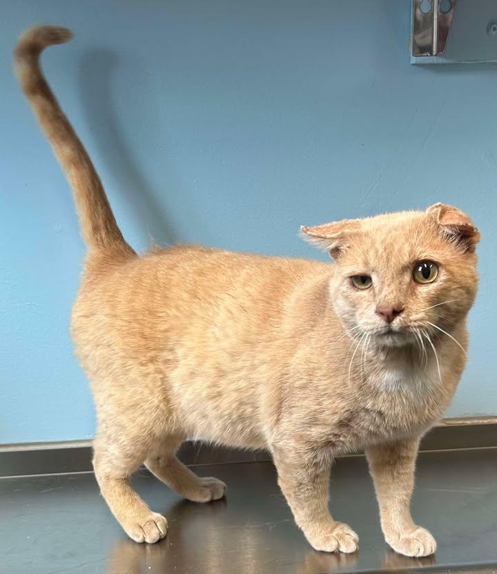 Cups, Adoptable, Senior Male Domestic Short Hair.