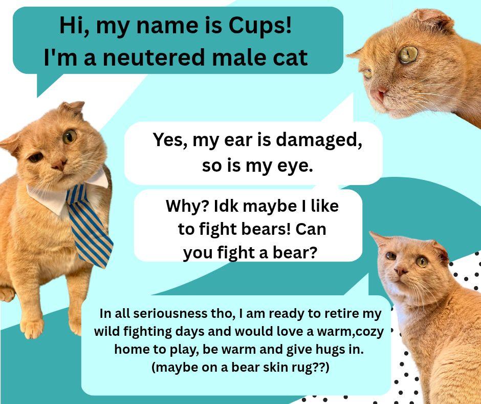 Cups, Adoptable, Senior Male Domestic Short Hair.