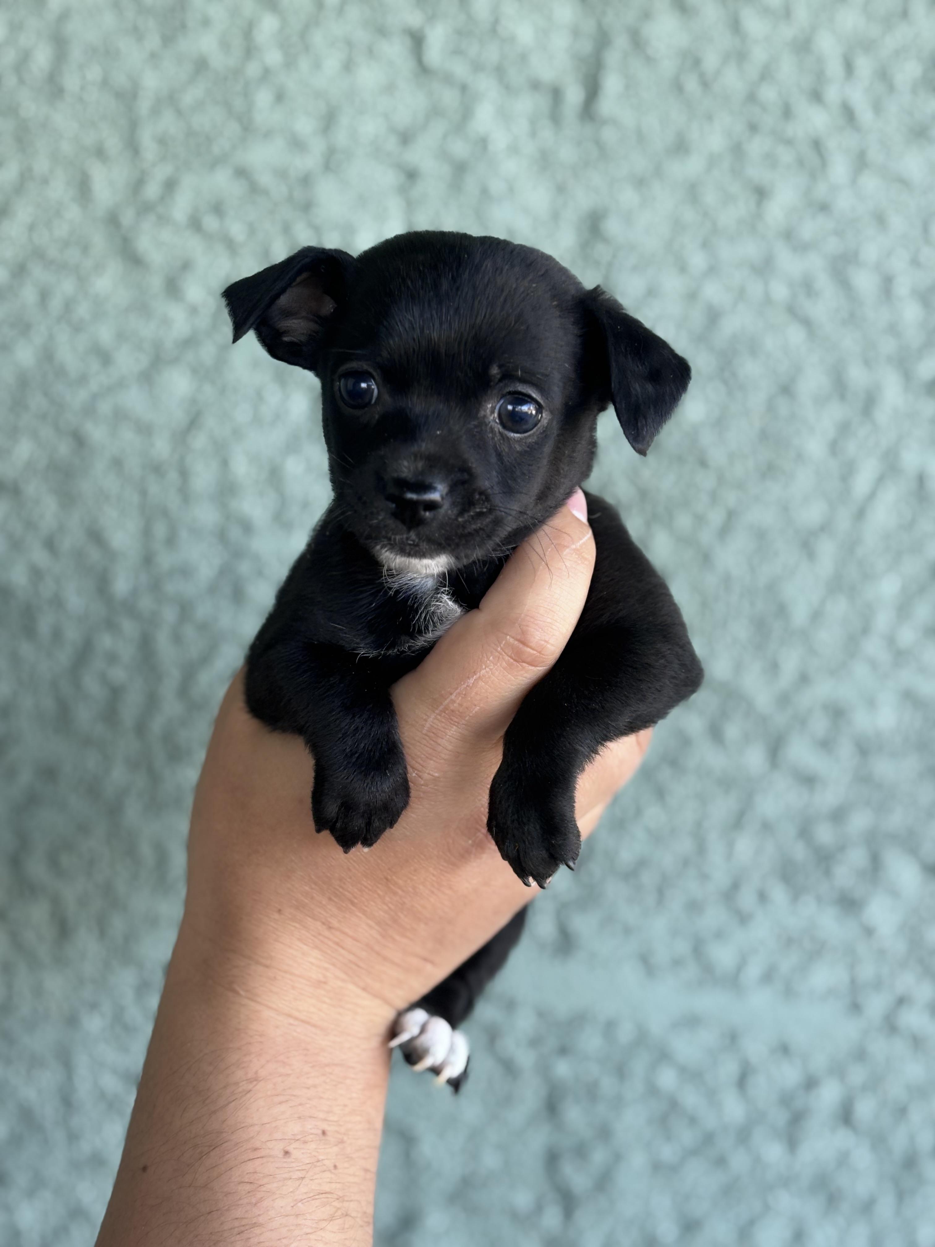 Enlarge Sabine, an adopted mixed breed in Corona, CA image 1/2