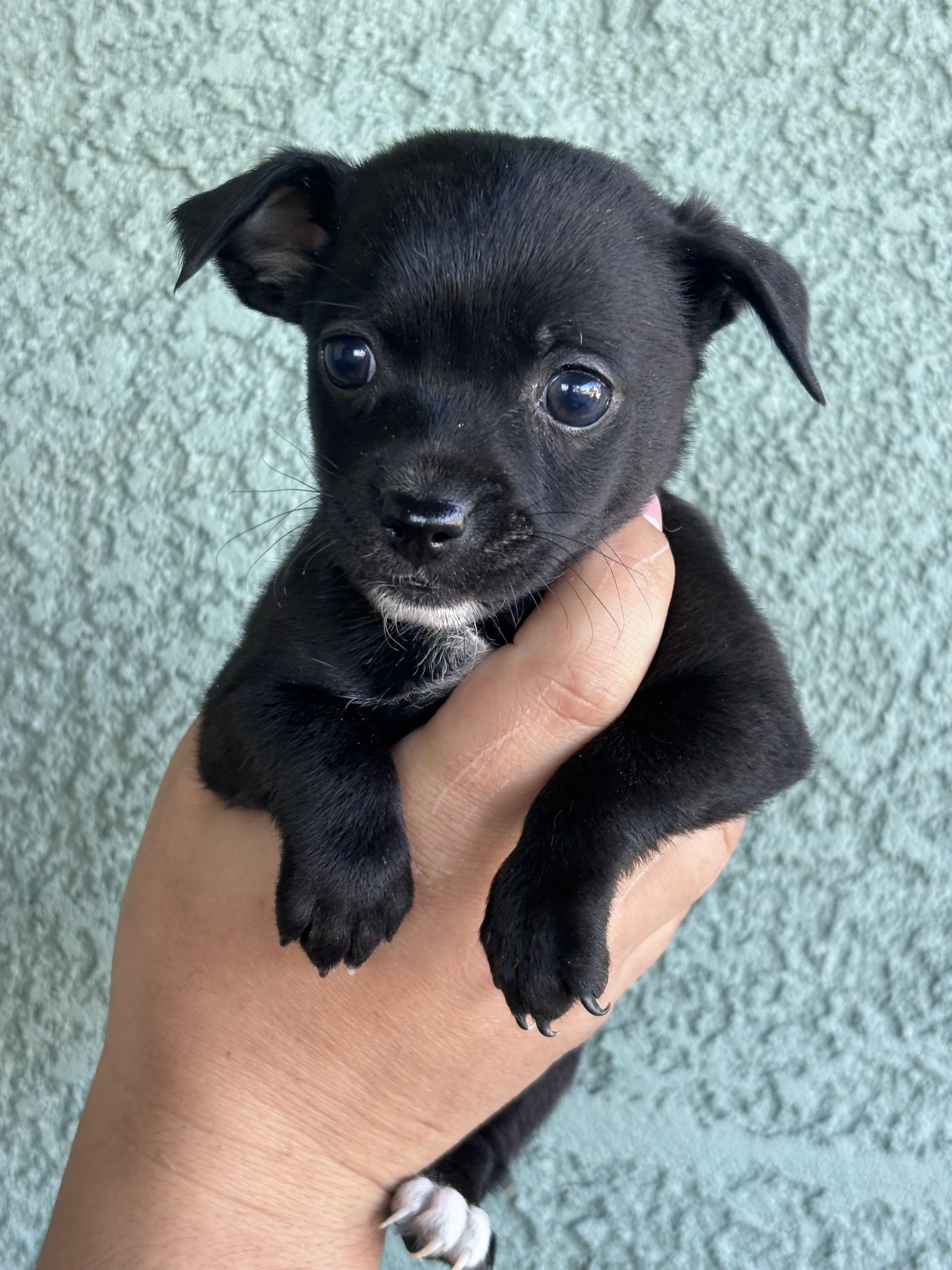 Enlarge Sabine, an adopted mixed breed in Corona, CA image 2/2