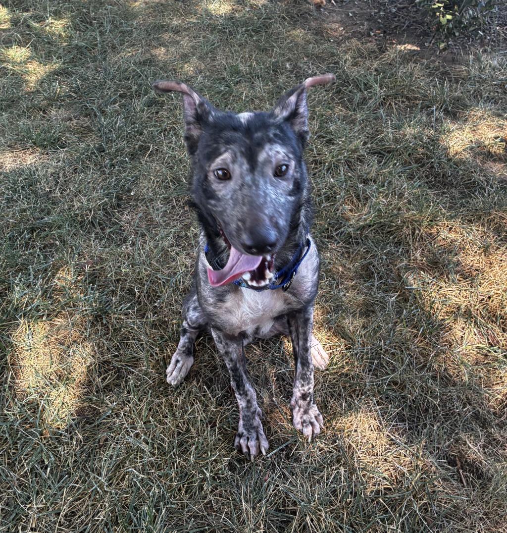 Dustin, ADOPTABLE, Young Male Dutch Shepherd & Belgian Shepherd / Malinois.