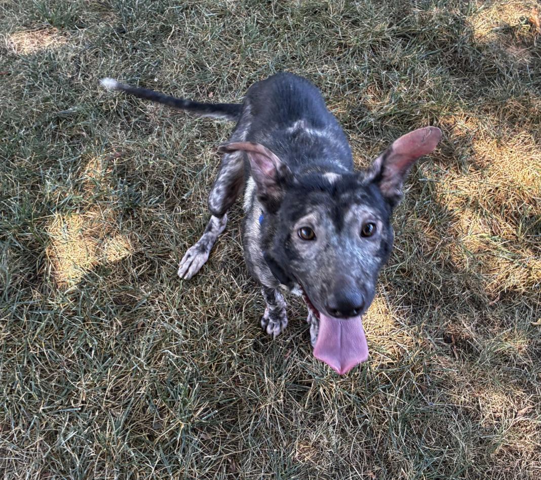 Dustin, a ADOPTABLE mixed breed in Davis, CA image 3/3