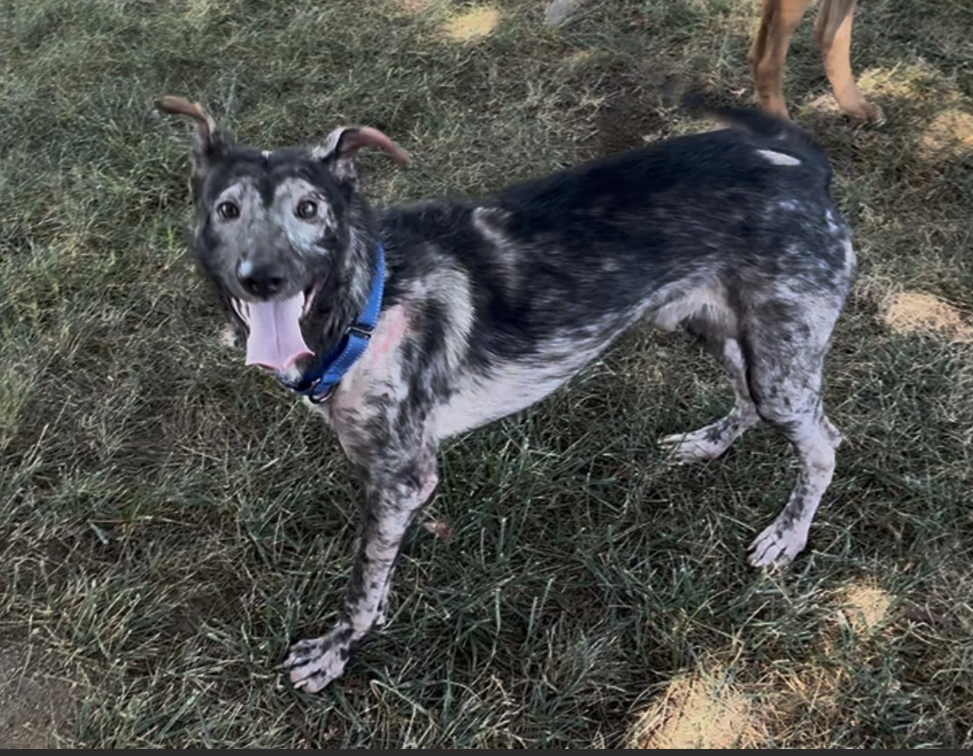 Dustin, a ADOPTABLE mixed breed in Davis, CA image 2/3
