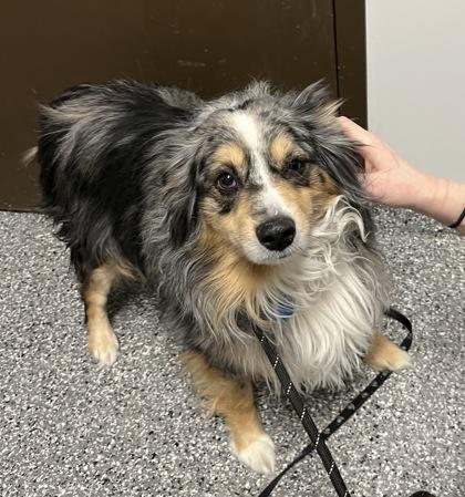 Enlarge Kyle, a ADOPTABLE mixed breed in Dubuque, IA image 2/2