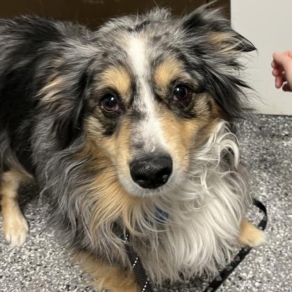 Enlarge Kyle, a ADOPTABLE mixed breed in Dubuque, IA image 1/2