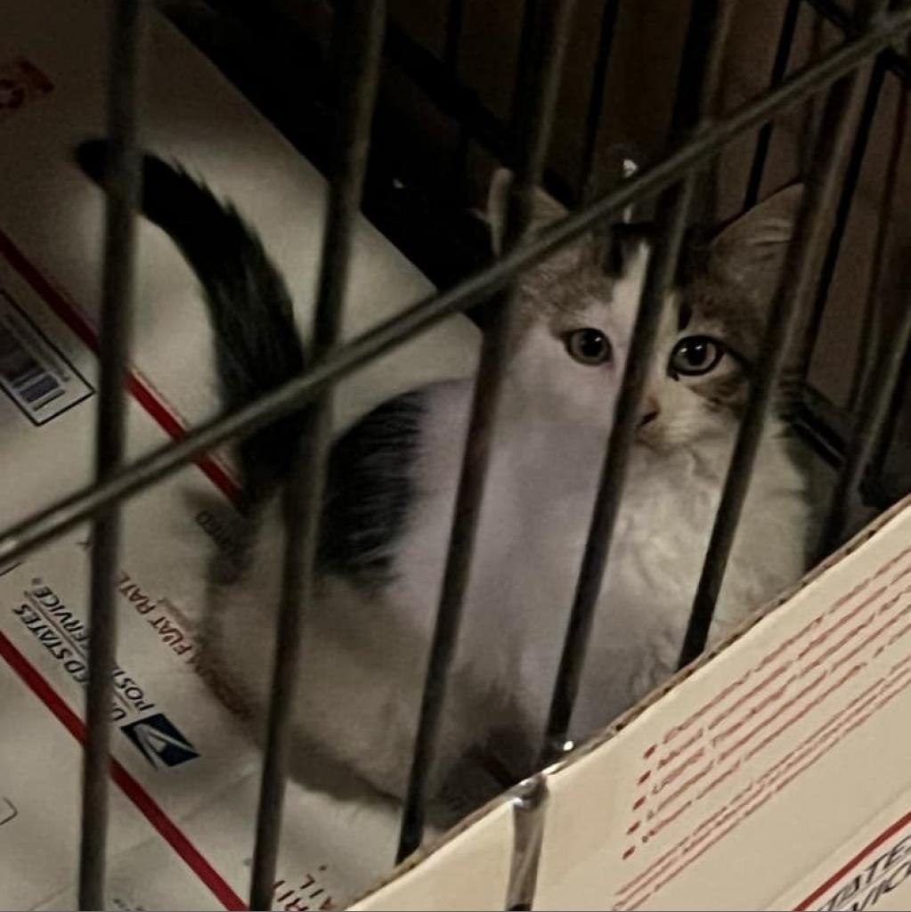 Cow, Adoptable, Adult Male Domestic Long Hair.