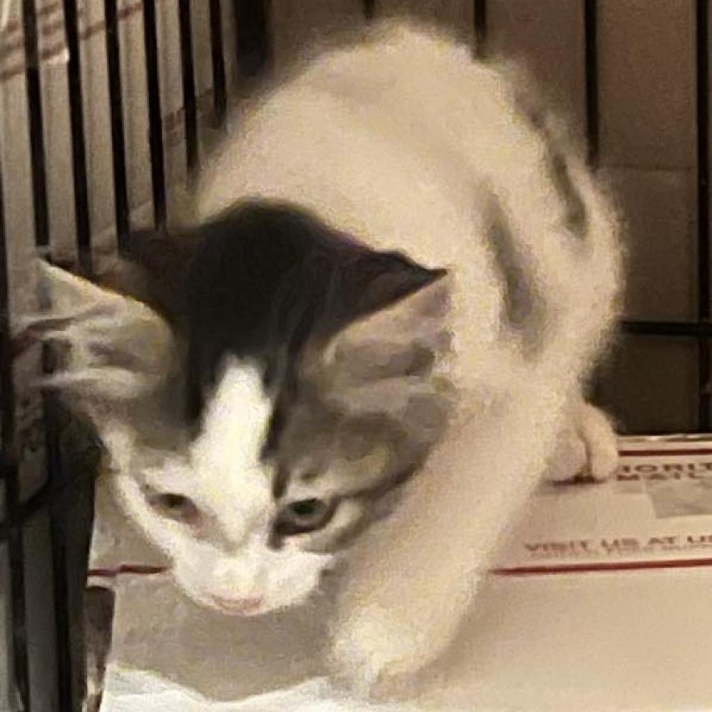 Enlarge Cow, a Adoptable Domestic Long Hair in Chicago, IL image 2/4