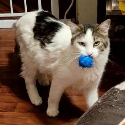 Enlarge Cow, a Adoptable Domestic Long Hair in Chicago, IL image 4/4