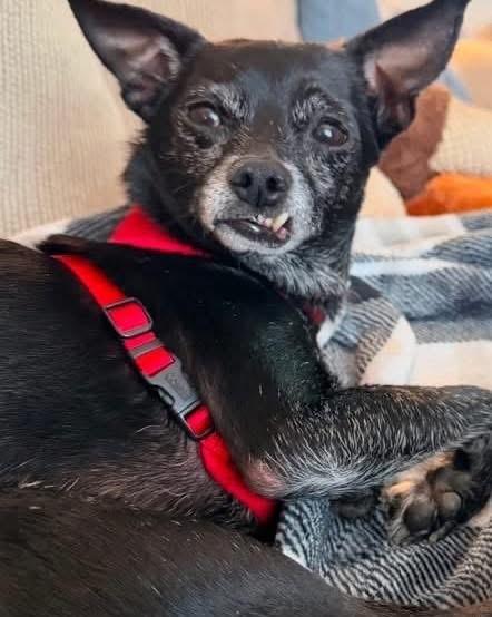 Enlarge Samuel, a ADOPTABLE mixed breed in Youngstown, OH image 2/3