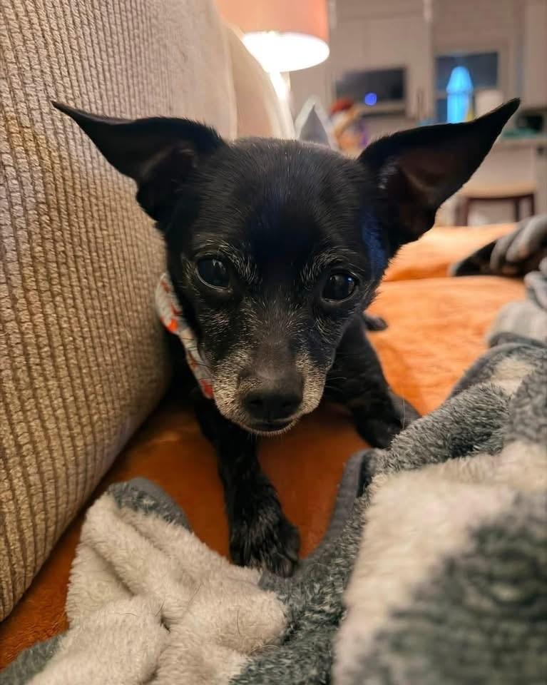 Samuel, ADOPTABLE, Senior Male Chihuahua.