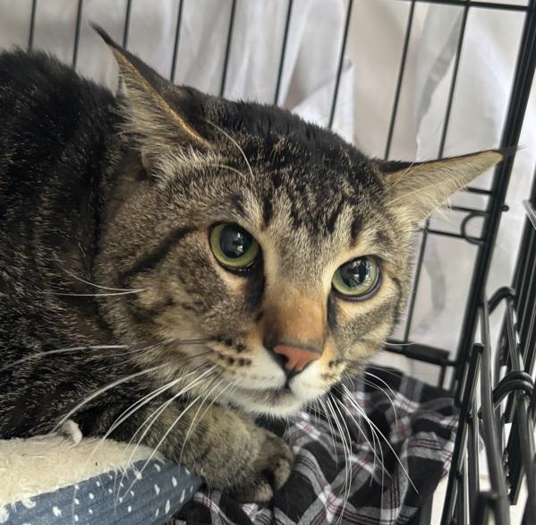 Thomas (mcas), a Adoptable mixed breed in Troutdale, OR image 2/2