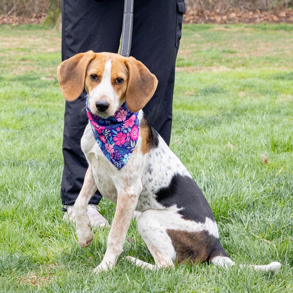 Enlarge Olive  (Female) , a Adoptable mixed breed in West Grove, PA image 2/6