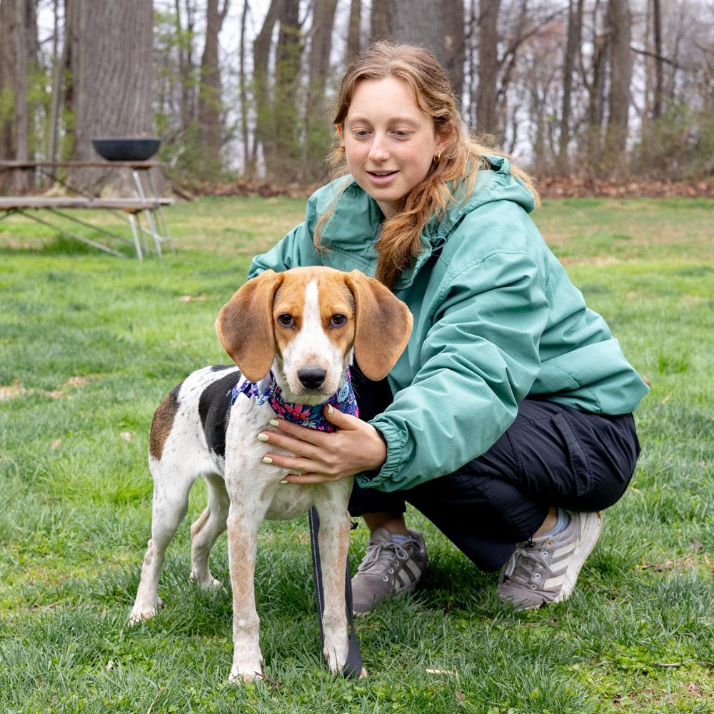 Enlarge Olive  (Female) , a Adoptable mixed breed in West Grove, PA image 5/6