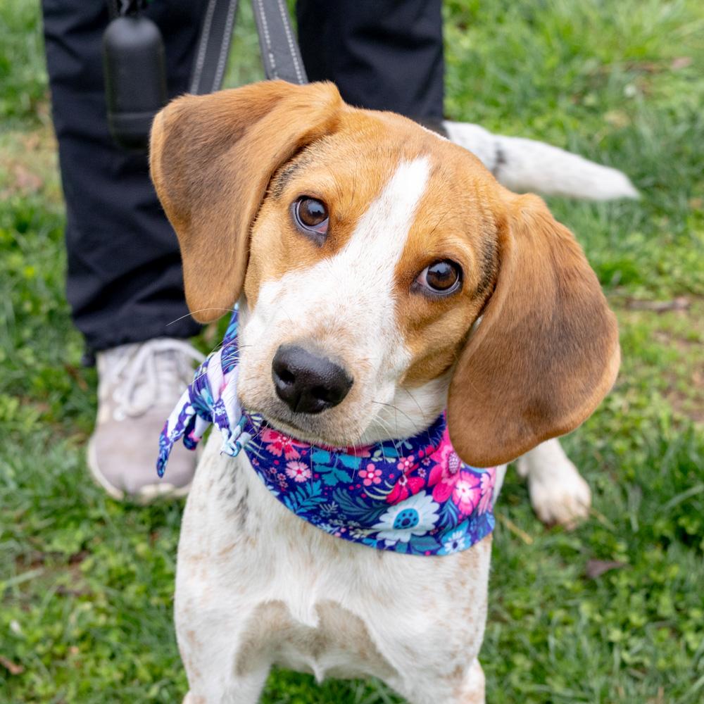 Olive  (Female) , Adoptable, Young Female Beagle & Coonhound.