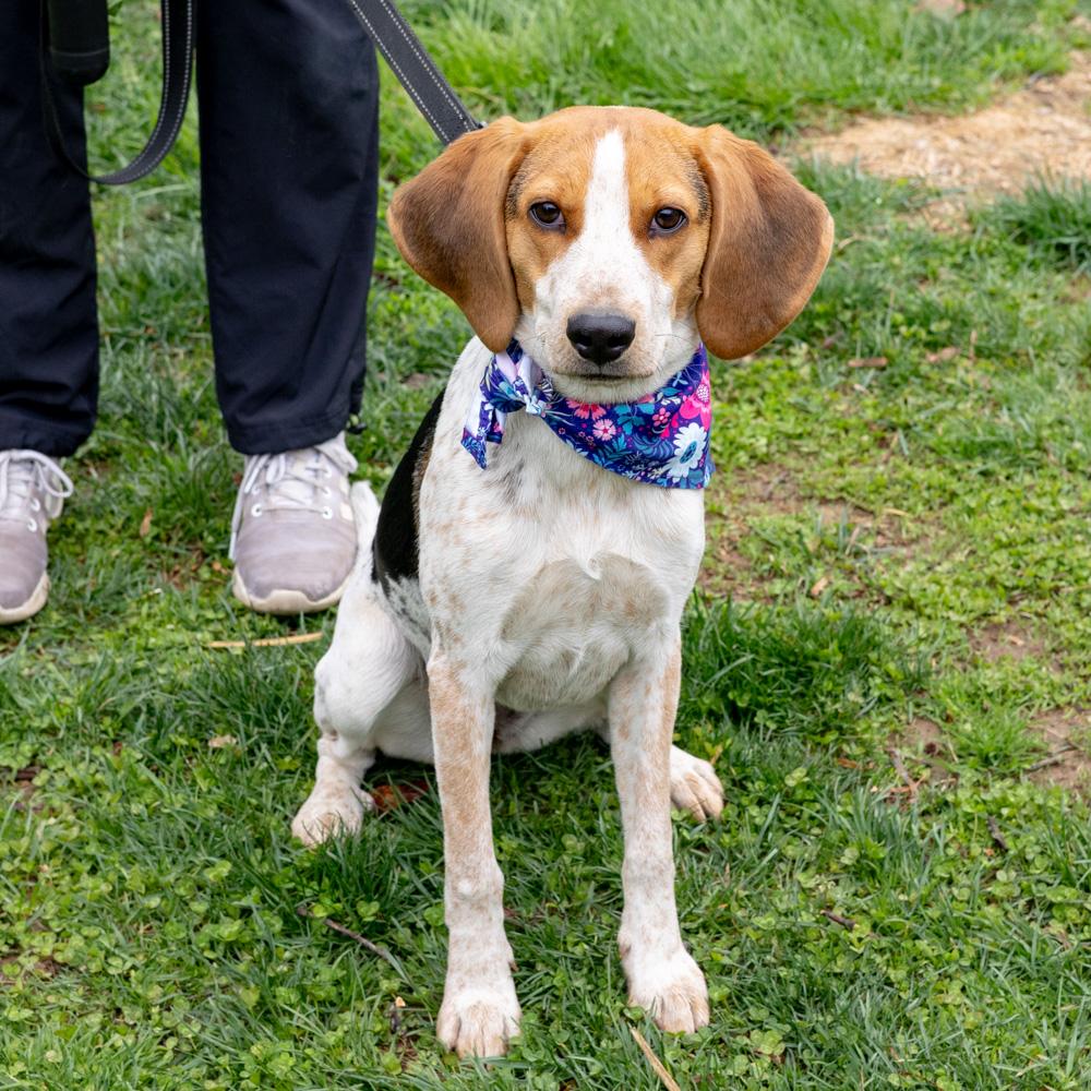Enlarge Olive  (Female) , a Adoptable mixed breed in West Grove, PA image 4/6