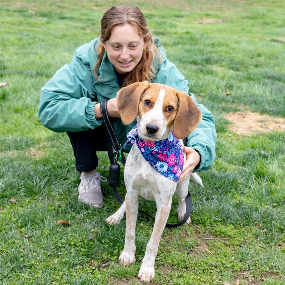 Enlarge Olive  (Female) , a Adoptable mixed breed in West Grove, PA image 3/6