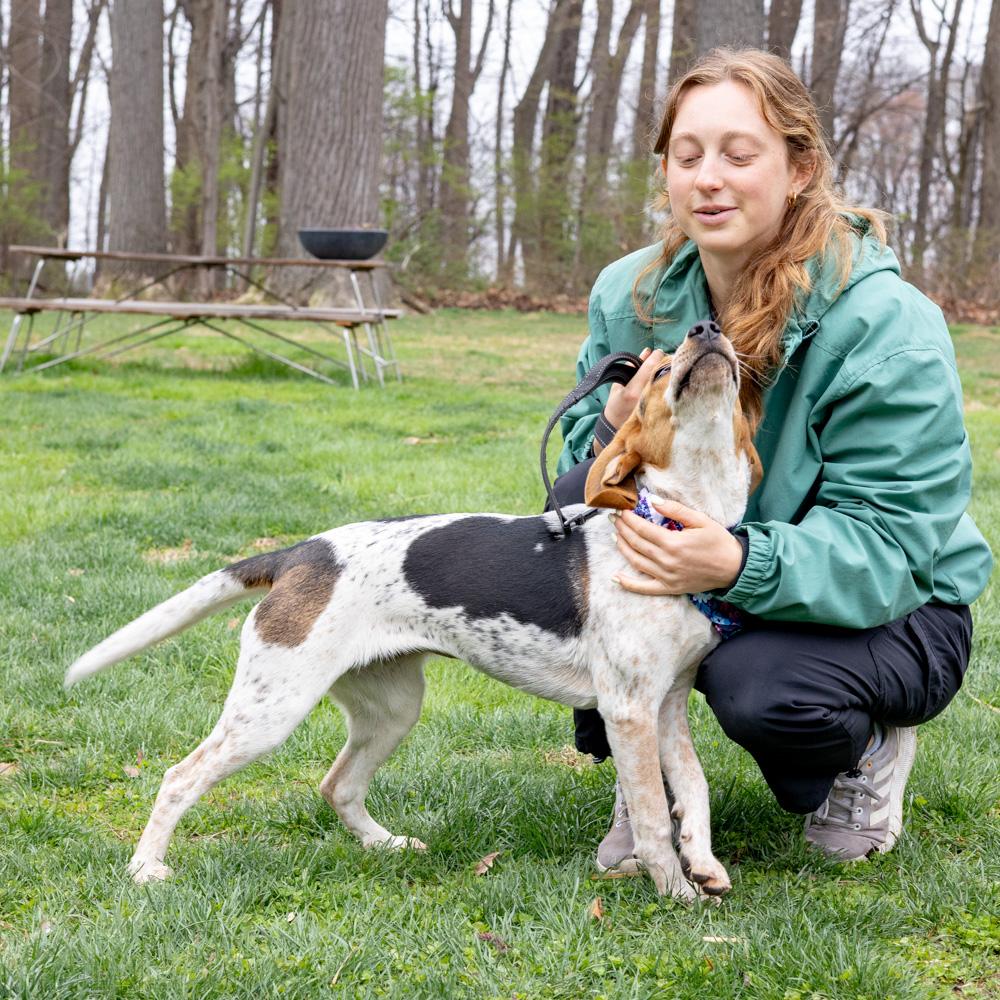 Enlarge Olive  (Female) , a Adoptable mixed breed in West Grove, PA image 6/6