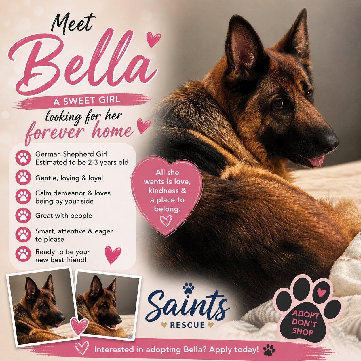 BELLA, a ADOPTABLE German Shepherd Dog in Weirton, WV image 2/3