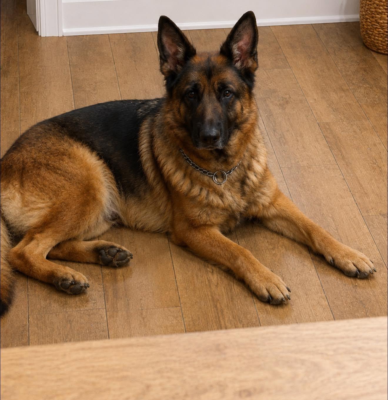 BELLA, a ADOPTABLE German Shepherd Dog in Weirton, WV image 1/3