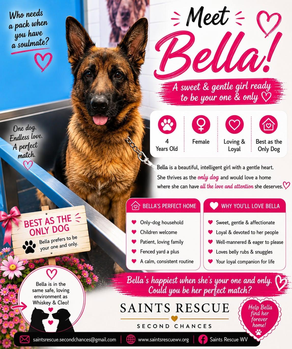 BELLA, a ADOPTABLE German Shepherd Dog in Weirton, WV image 3/3