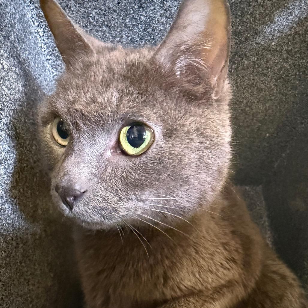 Hamlet — thumbnail 2