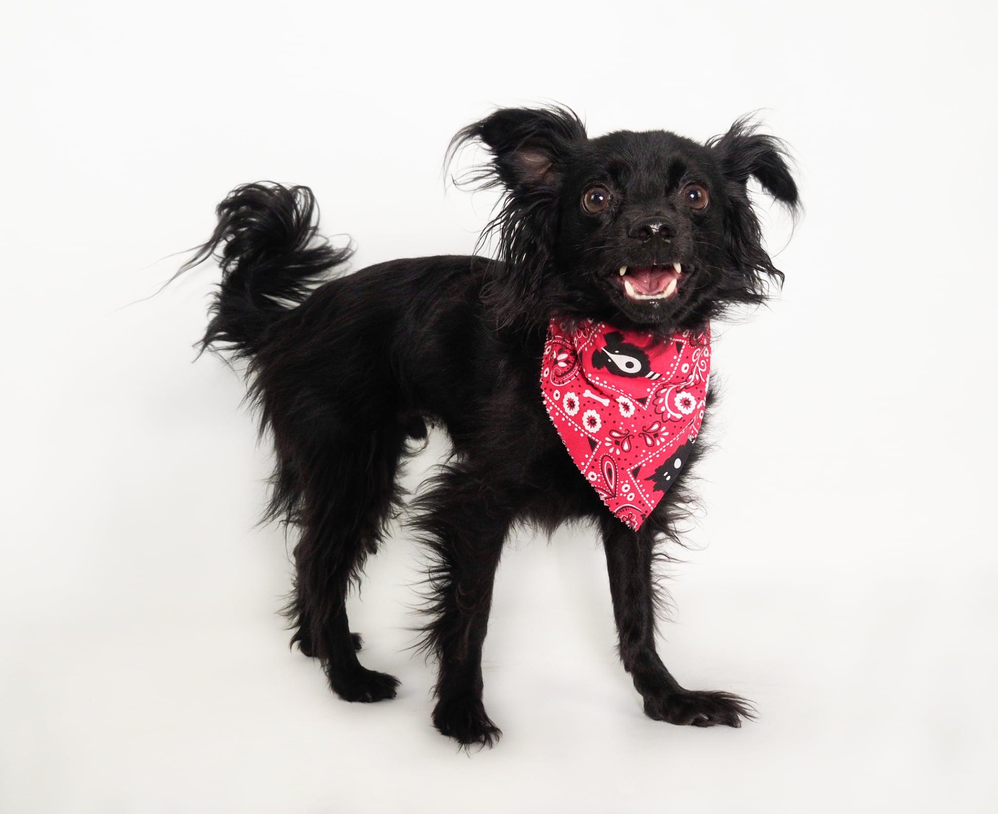 Loki, adopted, Adult Male Chihuahua.