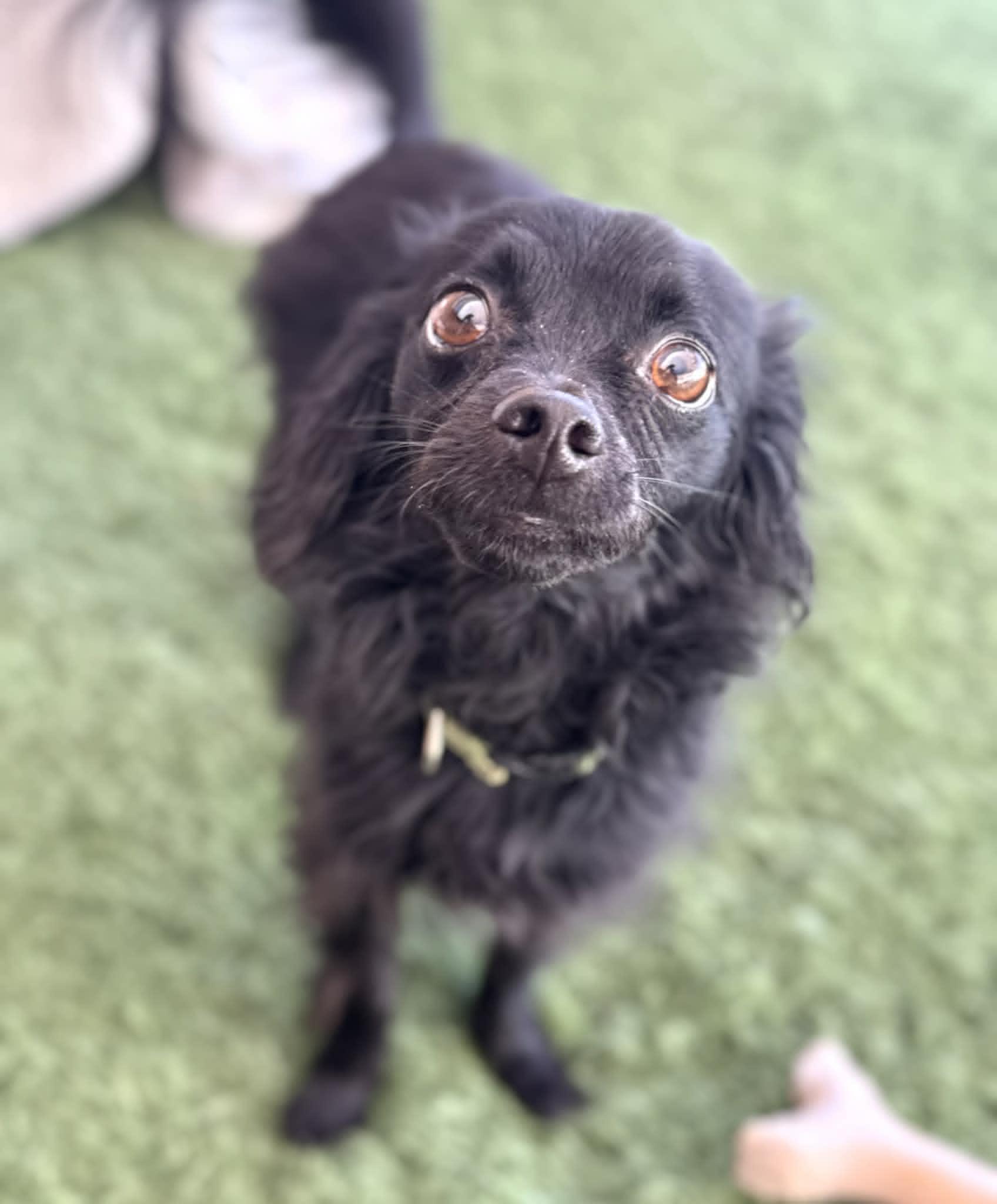 Loki, an adopted mixed breed in PHOENIX, AZ image 4/5