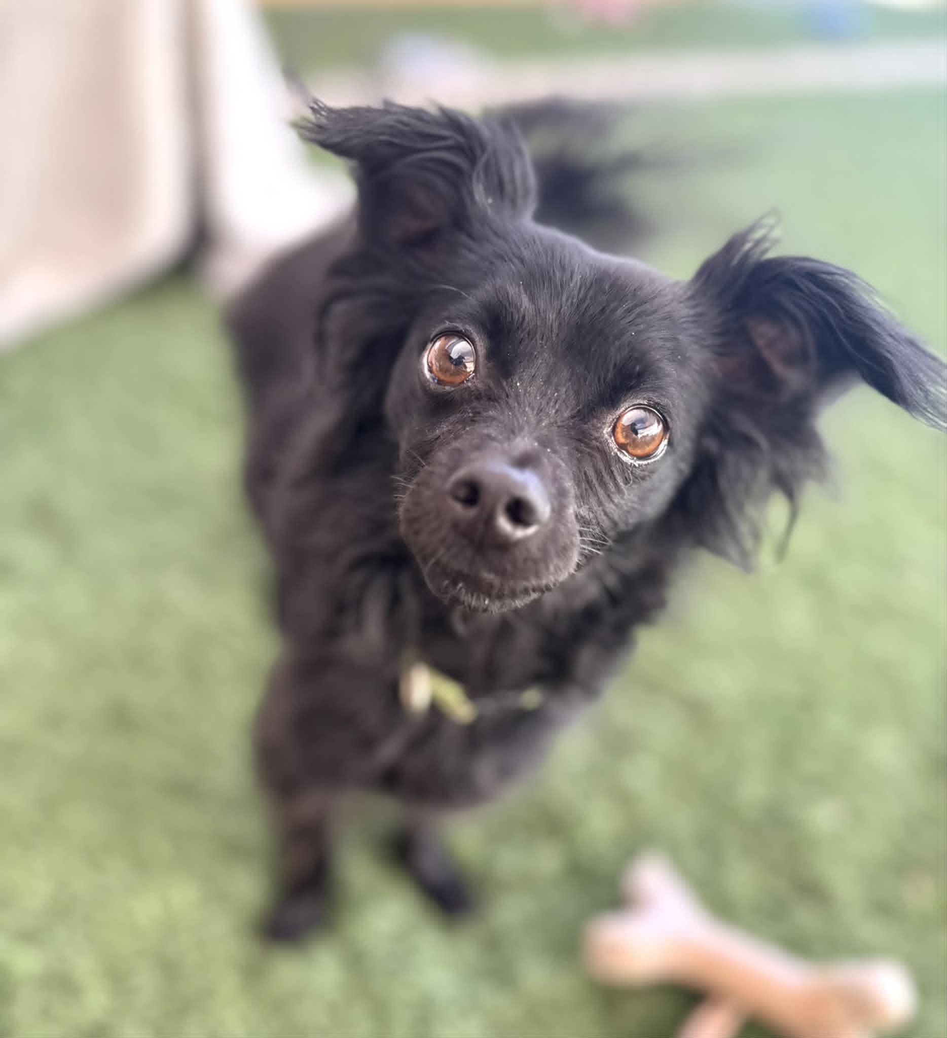 Loki, an adopted mixed breed in PHOENIX, AZ image 3/5