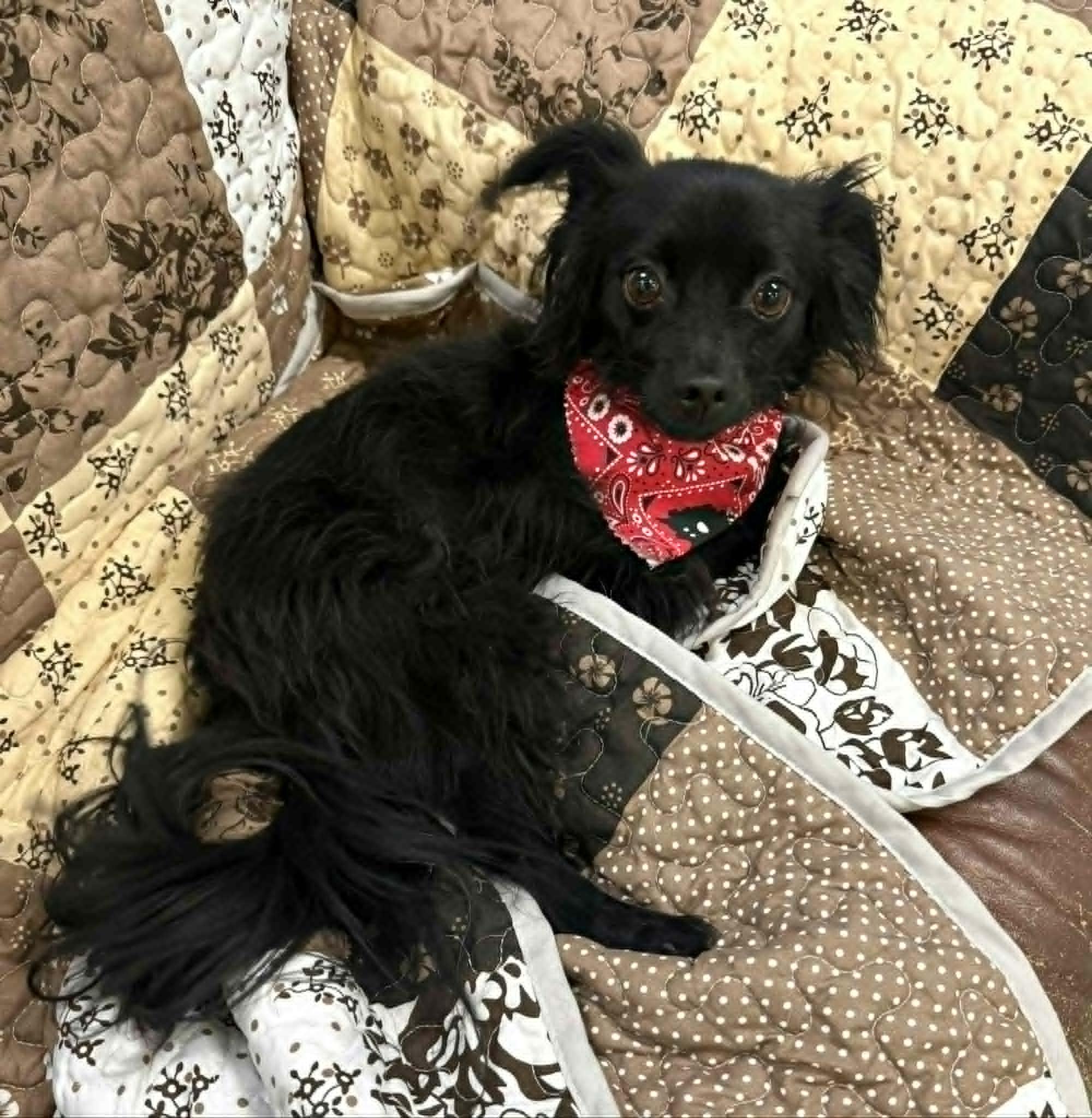 Loki, an adopted mixed breed in PHOENIX, AZ image 5/5
