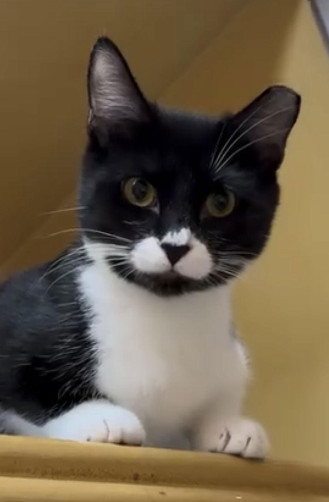 Enlarge Zara, a Adoptable Domestic Short Hair in West Palm Beach, FL image 1/3